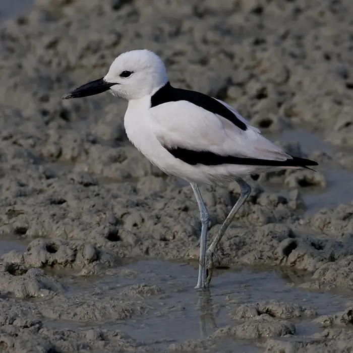 Crab-plover Dromas ardeola